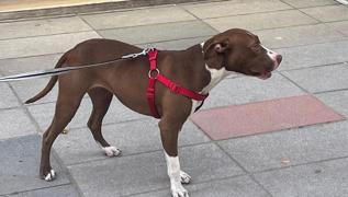 Bahelievler'de, Pitbull deheti: Kpein tipinden dolay bir ey yapamadk