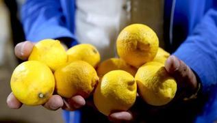 Dubai'ye ihra edilecek yasakl pestisit tespit edilen limonlar imha edildi