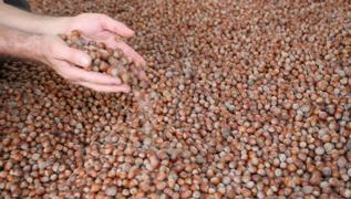 Fndk ihracat 2 ayda 426 milyon dolar kazandrd