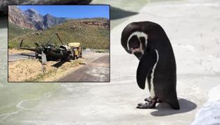 Helikopter kazasndan penguen sorumlu tutuldu