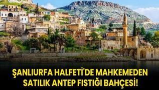 anlurfa Halfeti'de mahkemeden satlk antep fst bahesi!