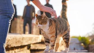 Kediler pisi pisi deyince neden bakar? Sebebine ok aracaksnz