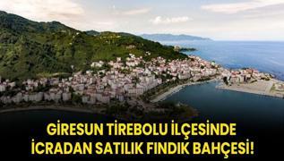 Giresun Tirebolu ilesinde icradan satlk fndk bahesi!
