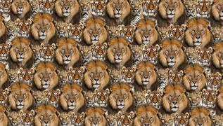 Zeka testi: Aslan, kaplan ve leopar arasndaki kedi nerede?