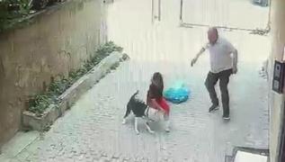 stanbul'da pitbull deheti: 7 yandaki ocuk yaraland