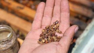 pe atlyordu! imdi kilosu 3 bin TL: Protein zengini, akcierin ilac