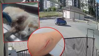 Gen kadn deheti yaad! Babo kpekler bacan paralad