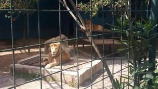 Hayvan parkndan kat! Antalya'da aslan alarm