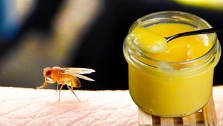 Evden sinekleri kilometrelerce uzakta tutuyor: Limonla kartrnca etkisi 100 katna kyor