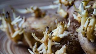 Filizlenen patates p oluyor! Aylarca taze tutma yollar, yanna bu meyveyi...