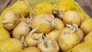 Filizlenmi patates yenir mi? Meerse salkl olan
