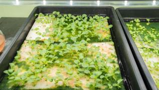 Suyun tm minerali o bitkide... Sebzelerin ah, rokay sollayan vitamin