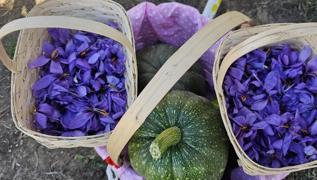 Bu baharatn kilosu 600 bin TL! Topraktaki servet hem ifa hem kazan: Beynin antidepresan