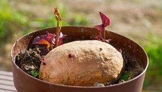 Kasm aynda patates tketilmemeli nk...