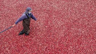 1 bardak yeter! drar yolu enfeksiyonunu bitiriyor, demir ve magnezyum depolarn zirveye tayor