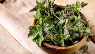 Sper bitki virsleri boazlyor: C vitamini ve demir deposu, yol kenarnda dahi...