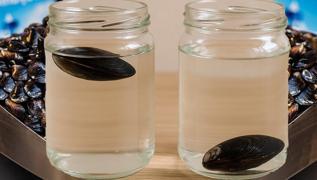 Bozuk midye nasl anlalr? Bozuk midye su testiyle belli oluyor