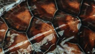 Tek soruluk kiilik testi: Resimde hangi hayvan var? Timsah diyenler ok oluyor