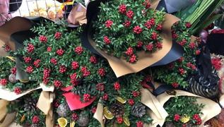 Kokina suya koyulur mu? Meer kokinalarn burumasnn sebebi