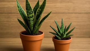 Kendi kendine byyen ev bitkisi! Her bitki severe lazm!