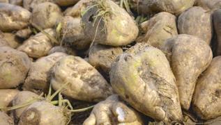 �eker pancar�n�n faydalar� neler, �eker pancar�ndan ne yap�l�r?