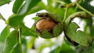 Damar sertli�inin bir numaral� ilac�: Do�al kalkan, damarlar�n esnekli�ini art�r�yor