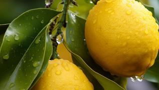 Limonun kabu�undaki polifenol avokadoda yok! Bilimsel veriler...