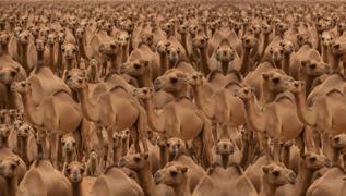 G�rsel zek� testi: Milyonlarca deve aras�na gizlenen 3. kediyi 5 saniyede bulabilir misin?