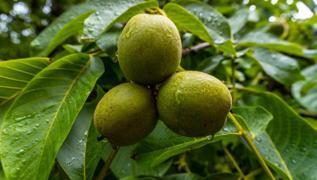 Haf�zay� co�turan 5 yiyecek! Beyni gen�le�tiriyor