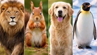 Ki�ilik testi: ��inizdeki sesi serbest b�rak�n: Se�ti�iniz hayvan bask�n �zelliklerinizi s�yl�yor