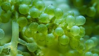 Brokoliden 5 kat faydal�: Demir deposu ye�il s�per g�� sofrada