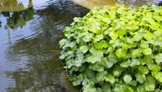 Kald�r�m kenar�nda yeti�iyor, d�nyan�n en sa�l�kl� sebzesi se�ildi: Milyonlarca mineral var