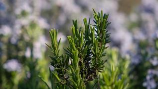 Kokusu haf�za a�an bitki! Do�al zihin a��c�