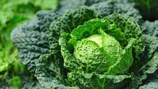 S�per sebze kalsiyum cevheri! Yo�urdu ve s�t� geride b�rakt�