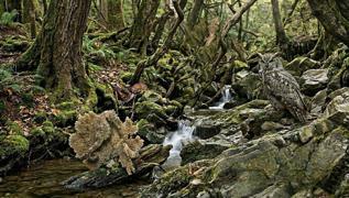 Unutkan m�s�n zeki mi? Resimdeki 3 hayvan� bulanlar�n g�rsel haf�zas� �ok keskin