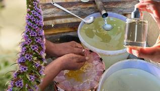 Milyonlar� ba��ml� hale getiren parf�mlerin s�rr�: Pa�uli! Yol kenar�nda bile yeti�iyor