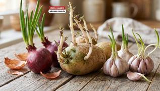Ye�eren ve filizlenen patates, so�an ve sar�msak yenir mi? Bir uzmana sorduk
