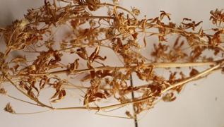 Ate� mavisi resmen tescillendi! Avrupa �lkeleri bu bitkinin pe�inden ko�uyor! Bak�n faydas� neymi�