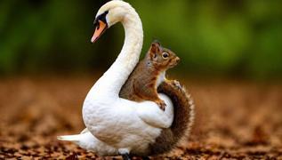 Resimde ilk ku�u mu sincap m� g�rd�n? Zek�n m� duygular�n m� �nde ortaya ��k�yor