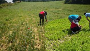�ift�ilerin yeni tercihi bu oldu: Kurakl��a ve dona dayan�kl�! Hem ya�� hem kendisi para ediyor