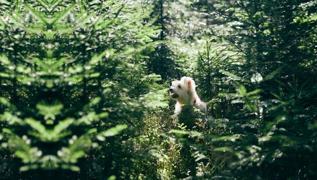 G�rsel zeka testi: K�pe�in yan�ndaki kedi nerede?