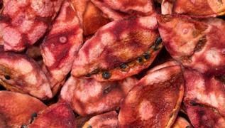 �ekirde�i kalbi iyile�tiriyor: H�cre koruyucu meyve