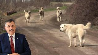 Sahipsiz sokak hayvanlar�n�n y�zde 92'si topland�! Bakan �ift�i: �lke genelinde �al��malar h�z kazand�