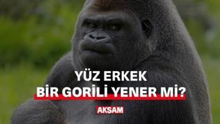 <p>Yz erkek bir gorili yener mi?</p><p>Erkeklerin arasnda srekli dnen bir muhabbettir aslnda bu