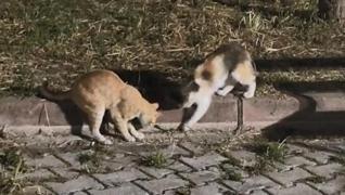 <p>Etil ve zehirli olan yanlar, genelde yeil alanlarda grlyor. Samsun'un lkadm ilesinde bi