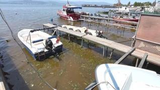 <p>zmit Krfezi'nde deniz yzeyinin bir ksm kahverengiye dnt.</p><p>Kocaeli'nin zmit ilesin