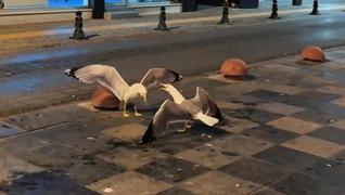 <p>Sinop'ta sahilde martlar arasnda balayan tartma aniden yksek sesli lklarla komedi sahne
