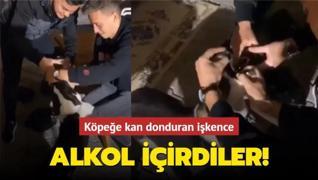 Bursa'da köpeğe kan donduran işkence! Alkol içirdiler