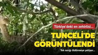 Türkiye'deki en zehirlisi... Tunceli'de görüntülendi: Tek ısırığı öldürmeye yetiyor