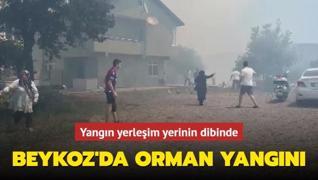 Beykoz'da ormanlık alanda yangın çıktı! İtfaiye ekipleri müdahale ediyor